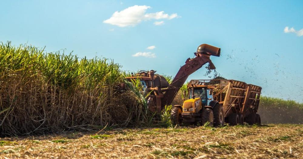 Foto: Secretaria de Agricultura e Abastecimento de SP